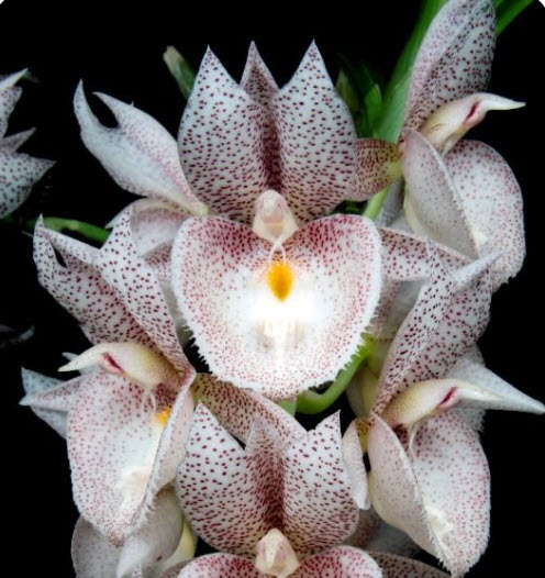 Cycnoches Caramel Dream New fragancia orquídea orquídeas Catasetum