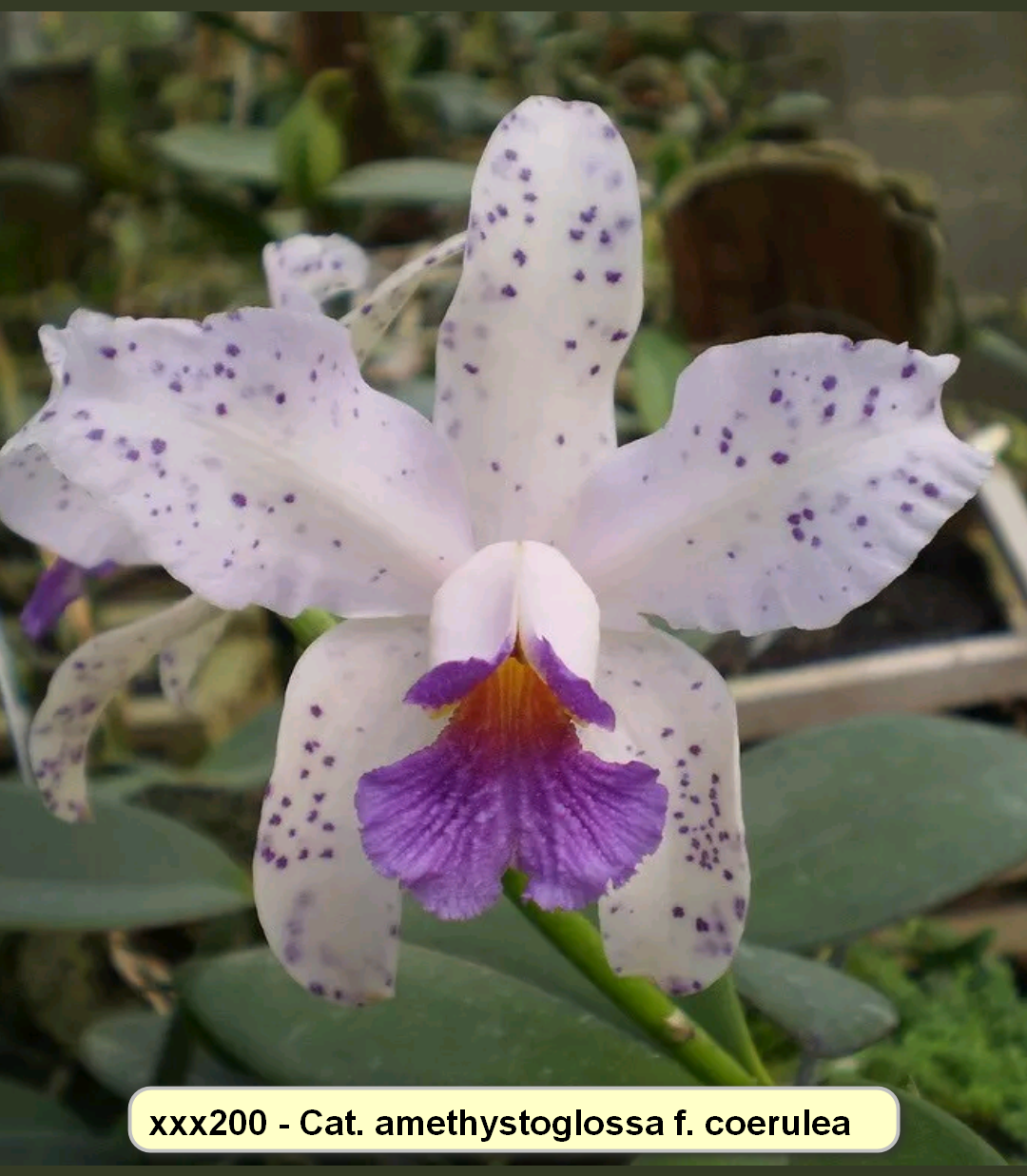Cattleya amethystoglossa f. coerulea
