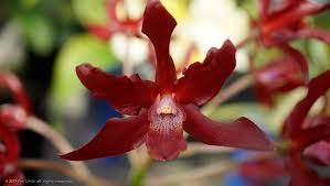 Schombocattleya Dulatiaca 'Lava Flow' AM/AOS