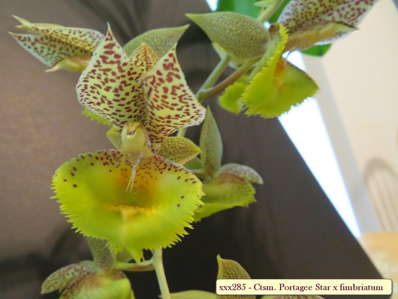 Catasetum Portagee Star x fimbriatum