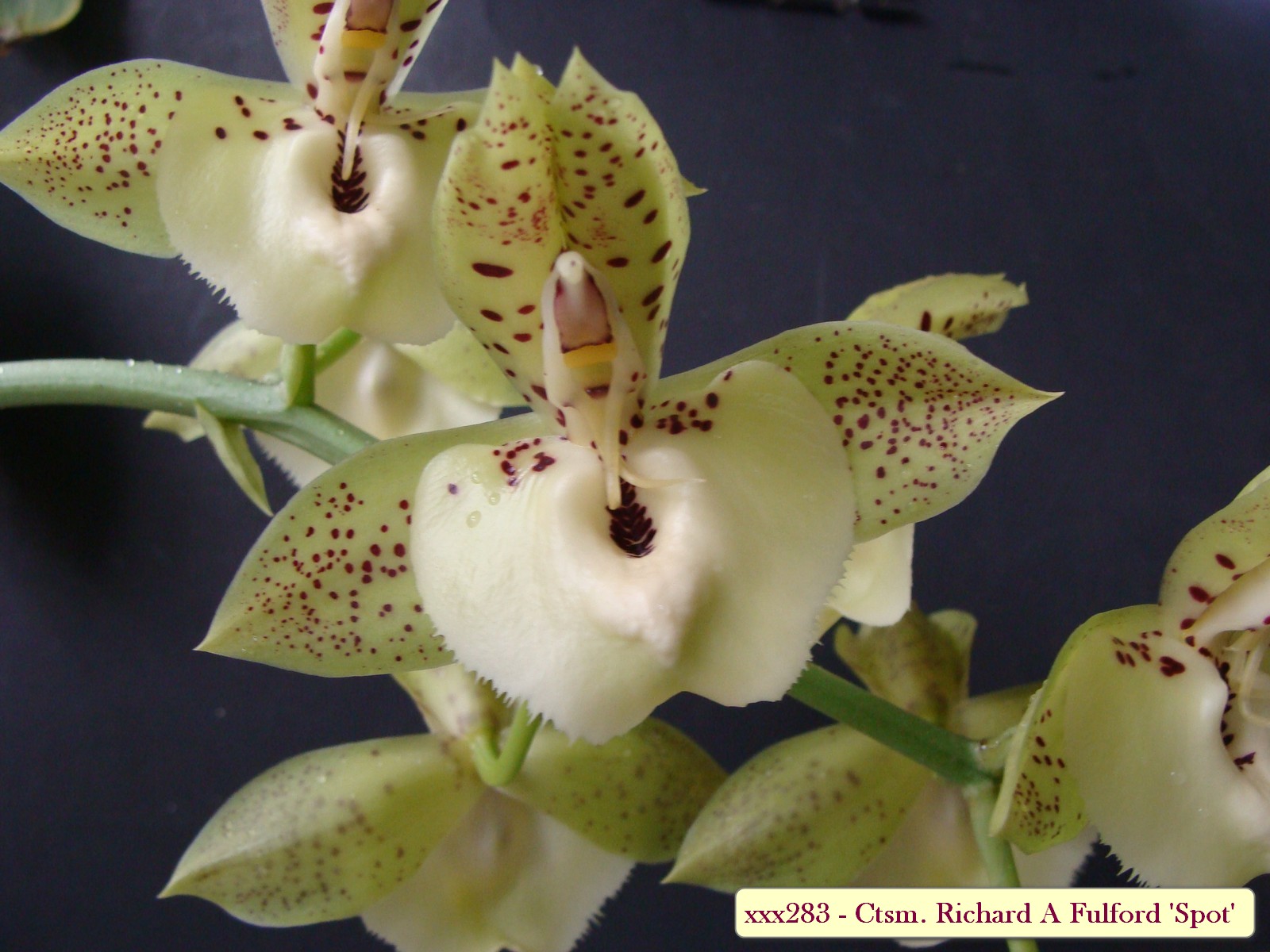 Ctsm. Richard A Fulford 'Spot'