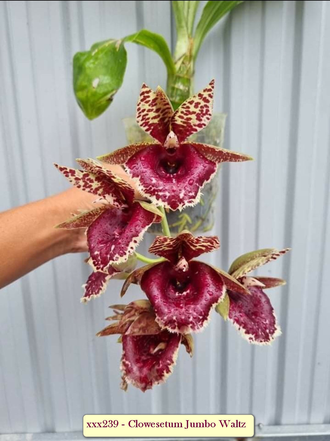 Clowesetum Jumbo Waltz