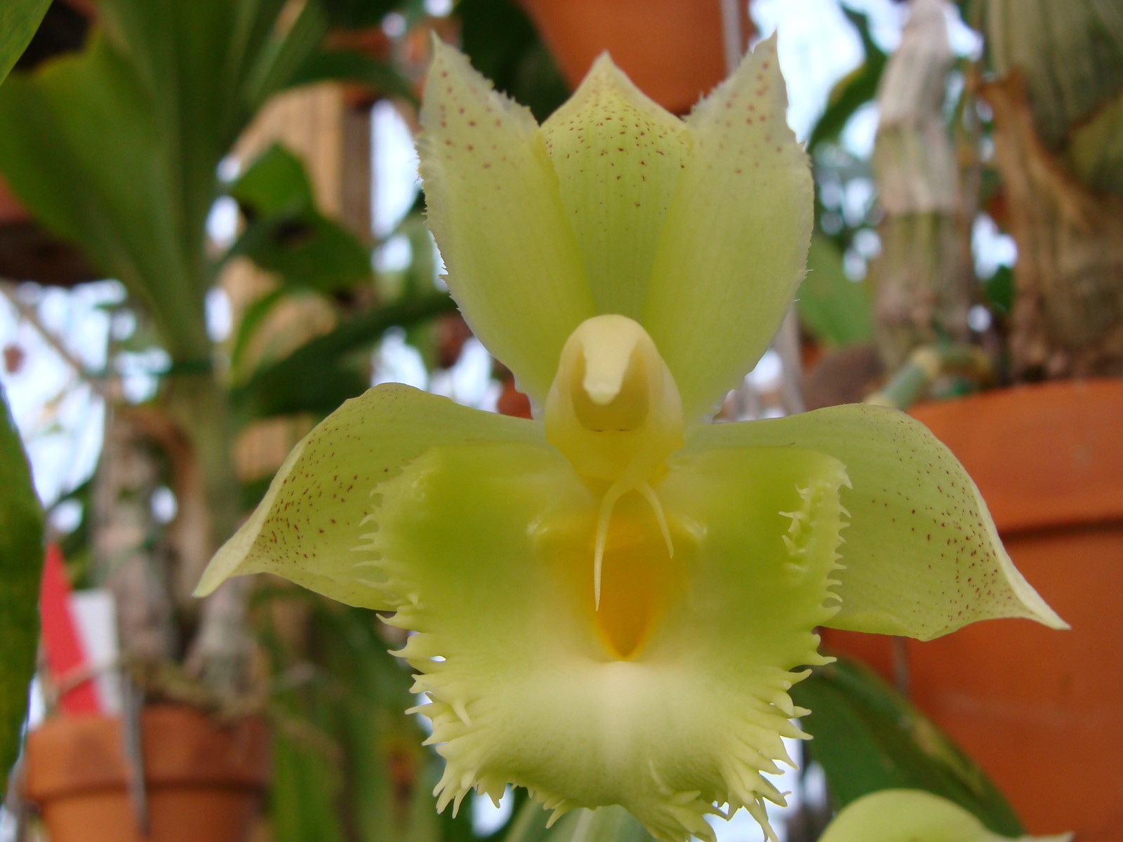 Catasetum JimD