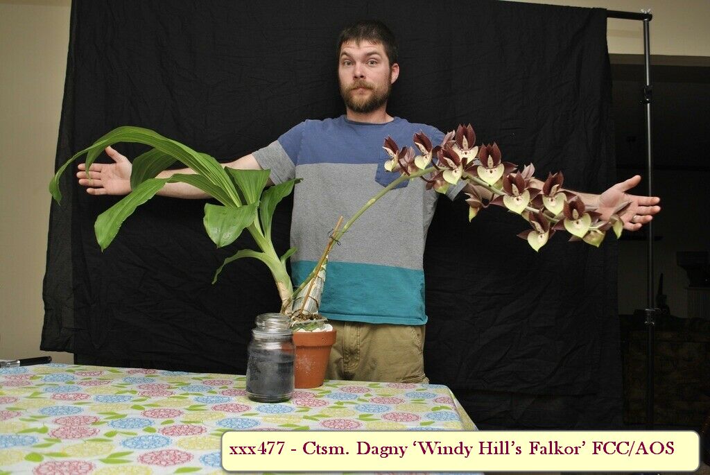 Ctsm. Dagny &lsquo;Windy Hill&rsquo;s Falkor&rsquo; FCC/AOS