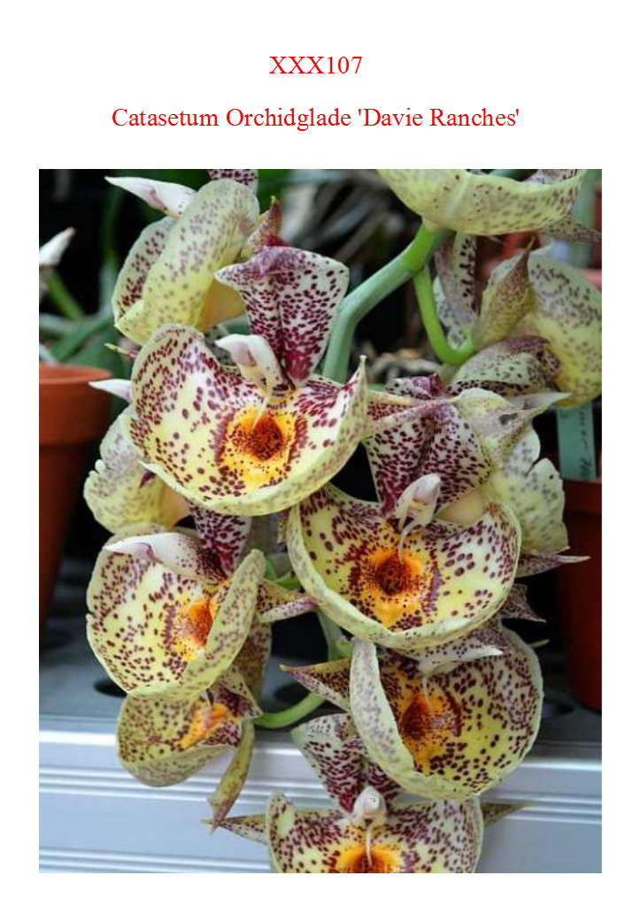 Catasetum Orchidglade 'Davie Ranches'