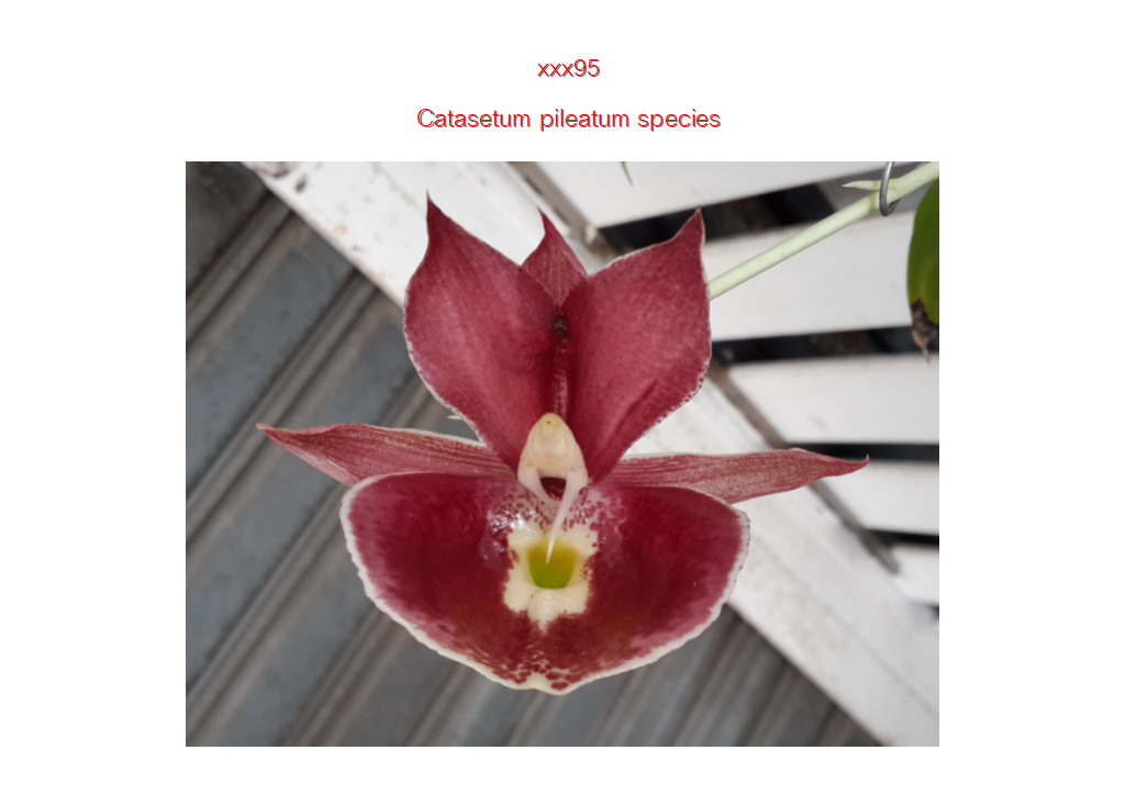 Catasetum pileatum species
