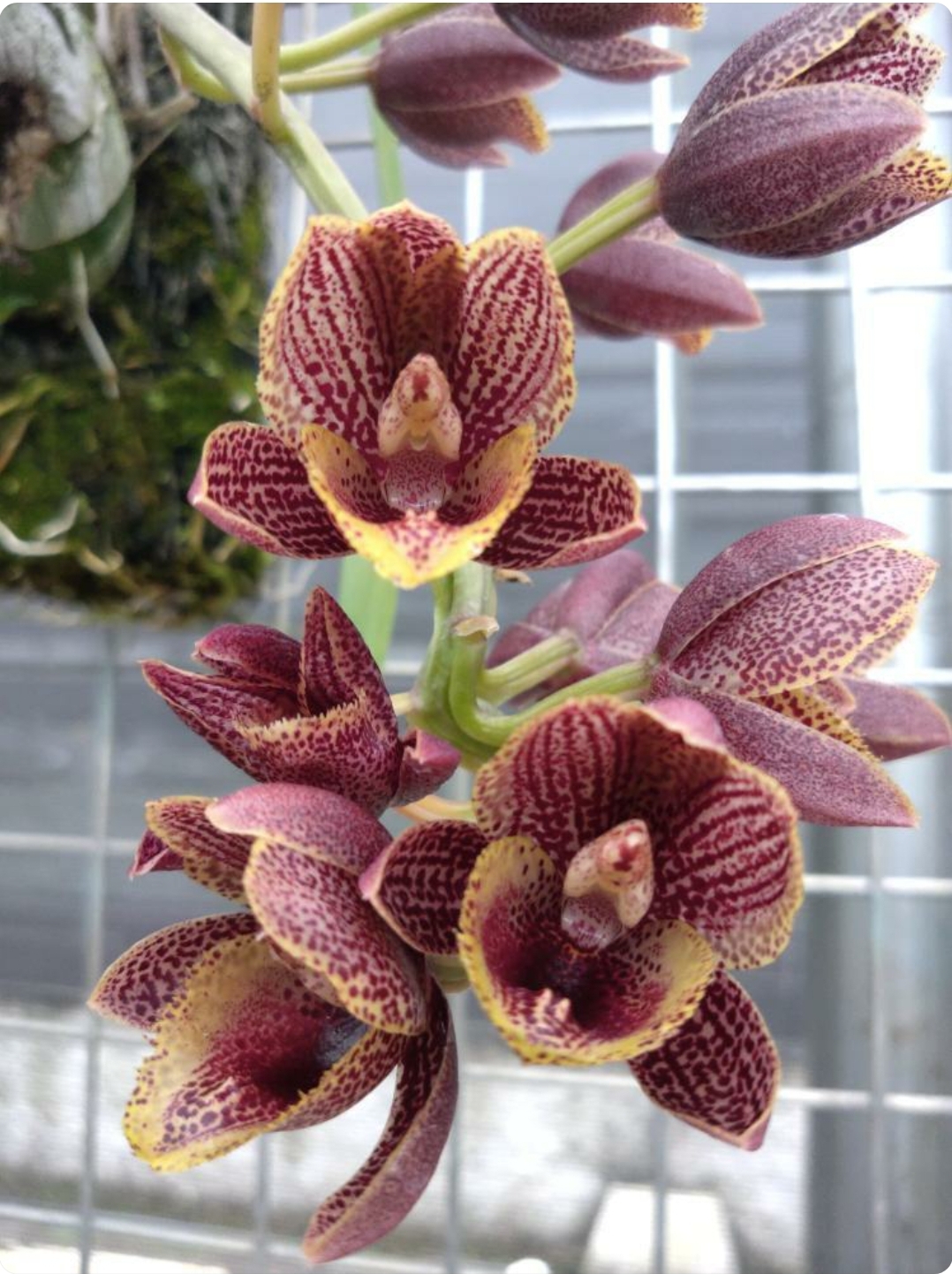 FDK. Desert Tenor '1'