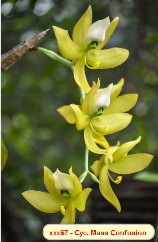 Cycnoches Mass Confusion