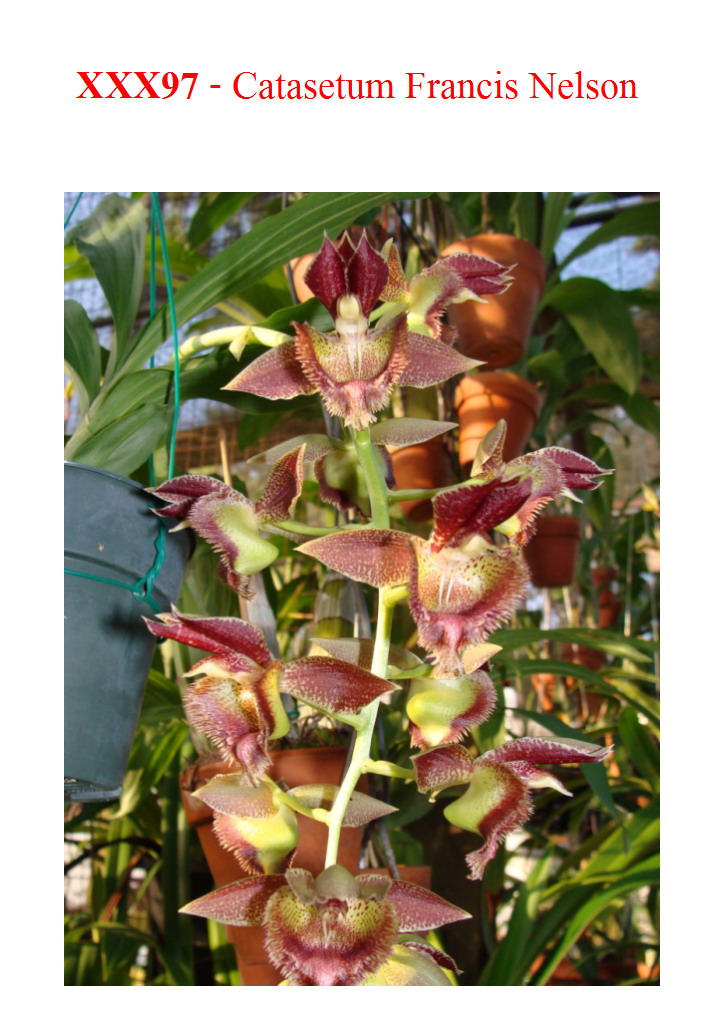 Catasetum Francis Nelson