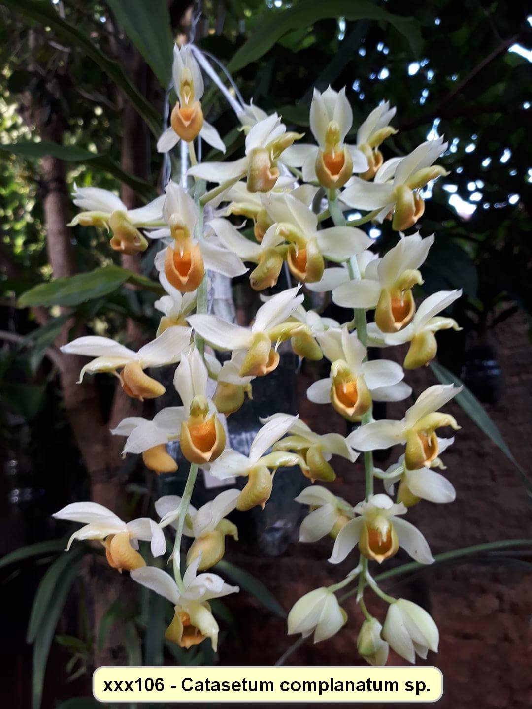 Ctsm. complanatum species