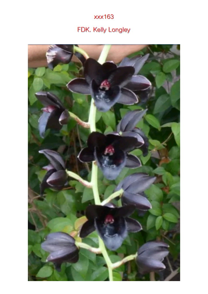 FDK. Kelly Longley 'Black'
