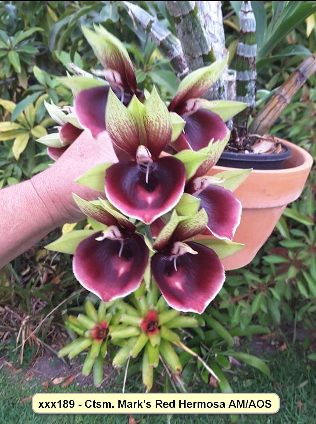 Ctsm. Mark's Red Hermosa 'Mark's Jungle Girls' AM/AOS