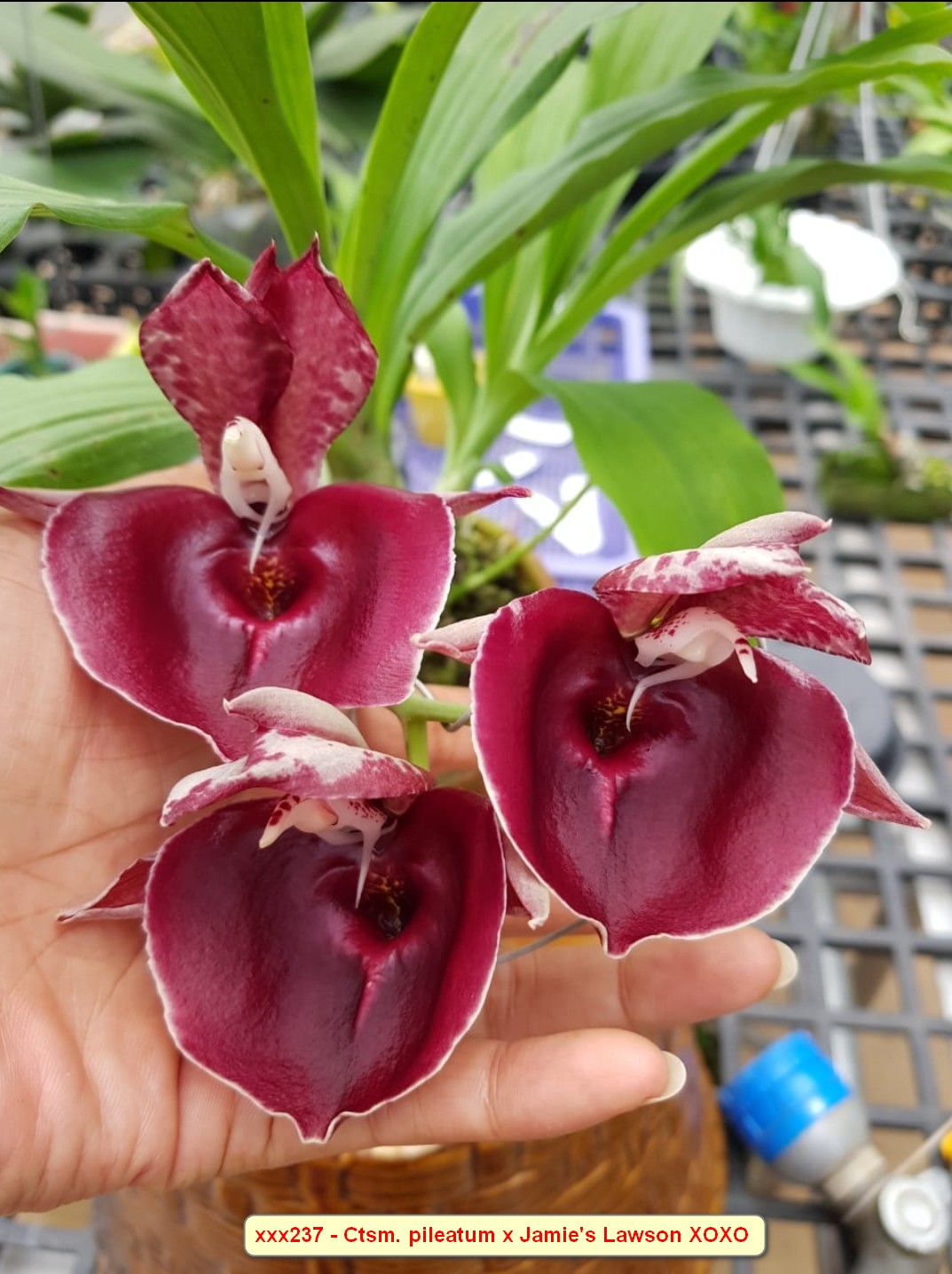 Ctsm. pileatum x Ctsm. Jamie Lawson XOXO