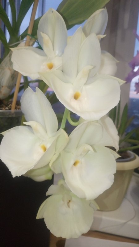 Catasetum pileatum 'white' species