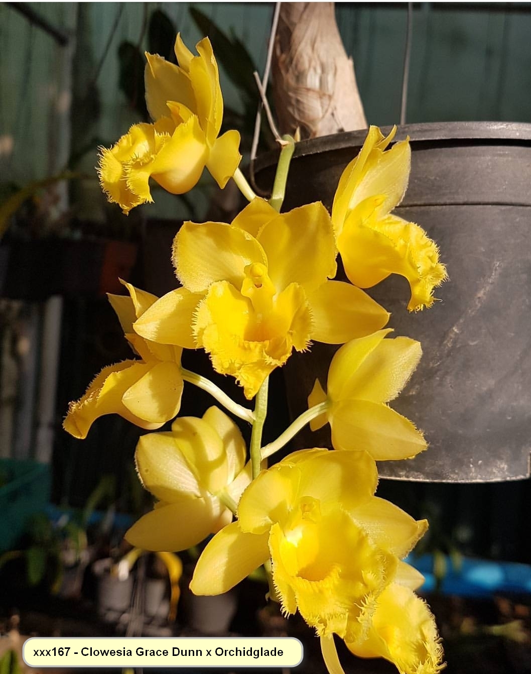 Cl Grace Dunn Chadd Ford AM AOS X Ctsm Orchidglade