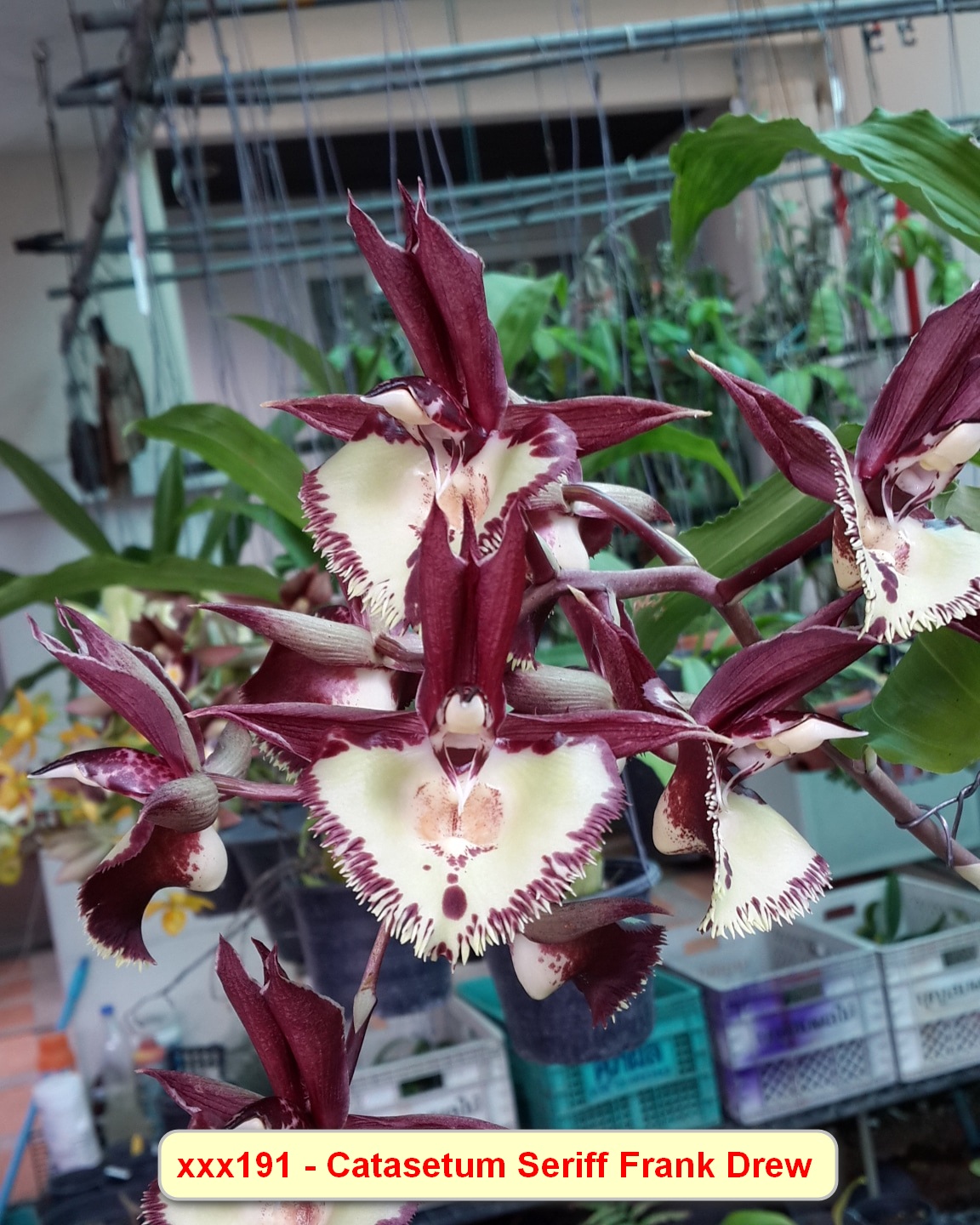 Catasetum Cheriff Frank Drew