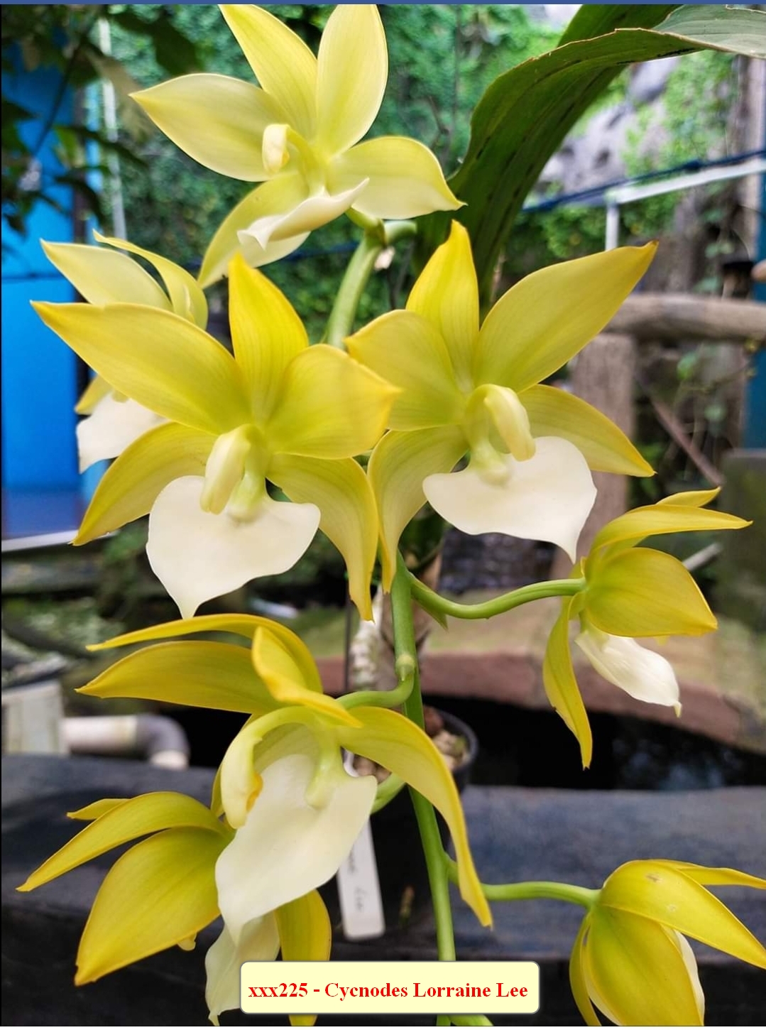 Cycnodes Lorraine Lee