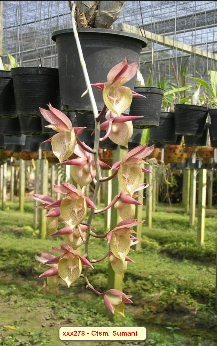 Catasetum Sumani