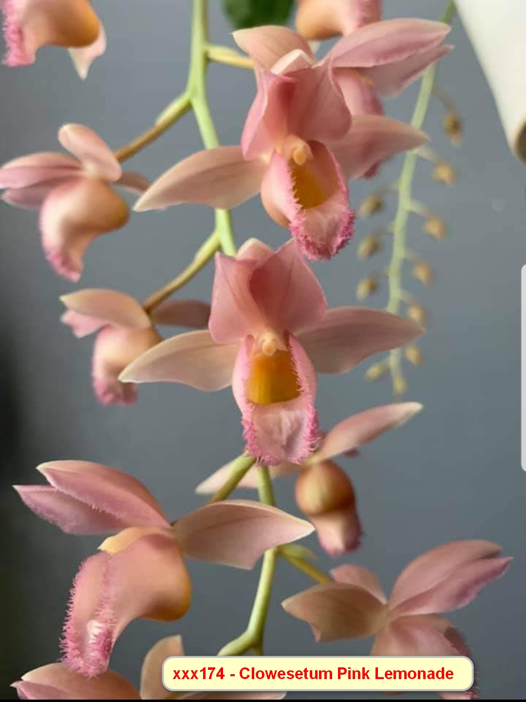 Clowesetum Pink Lemonade