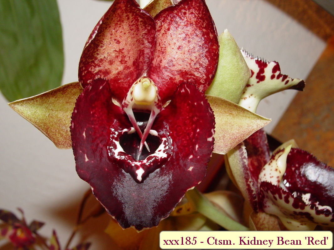 Catasetum Kidney Bean 'Red'