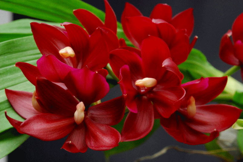 Cycnodes Wine Delight 'JEM' FCC/AOS
