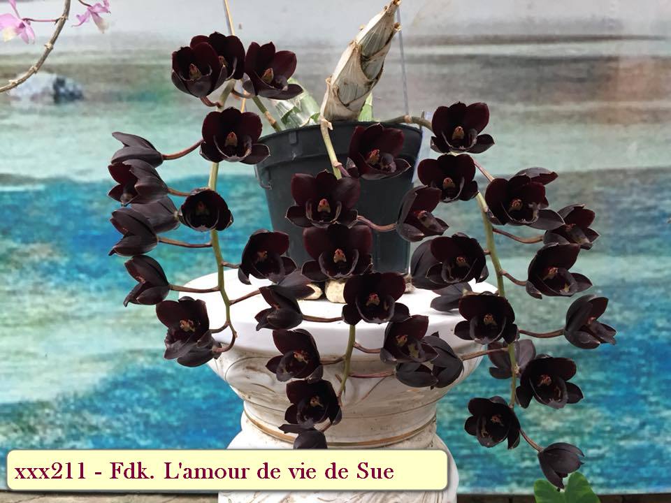 Fdk. L'amour de vie de Sue