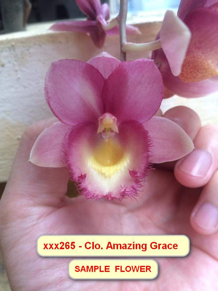 Clo. Amazing Grace
