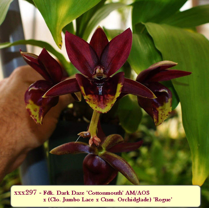Fdk. Dark Daze 'Cottonmouth' AM/AOS x (Clo. Jumbo Lace x Ctsm. Orchidglade) 'Rogue'