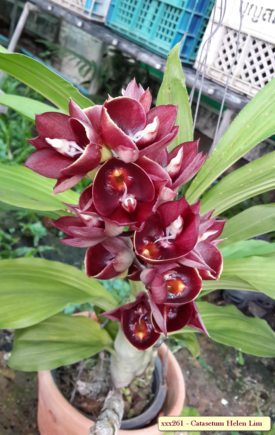 Catasetum Helen Lim