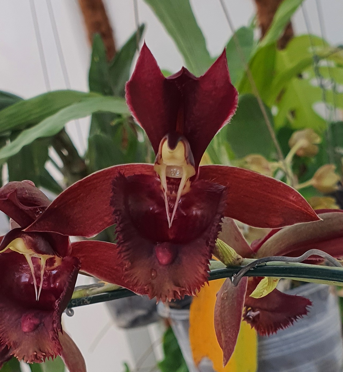 Catasetum Sue Buttom