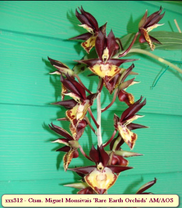 Ctsm. Miguel Monsivais 'Rare Earth Orchids' AM/AOS