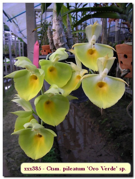 Ctsm. pileatum 'Oro Verde' species