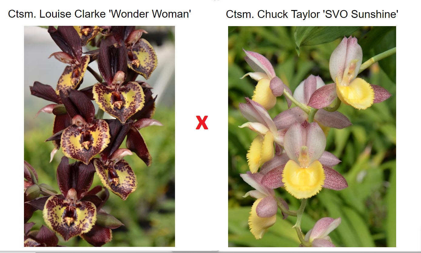 Catasetum Chuck & Louise