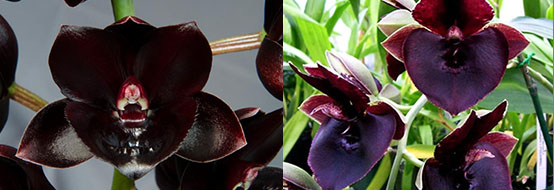 FDK. After Midnight 'Dark Beauty' x Ctsm. John C Burchette 'Ursa Major' FCC/AOS