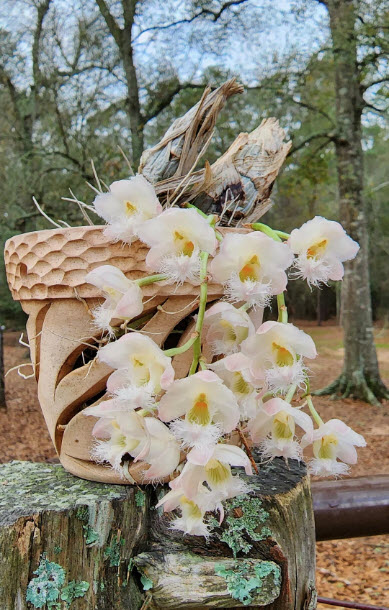 Cl. Rebecca Northern 'Jeff's Baby' CCE/AOS