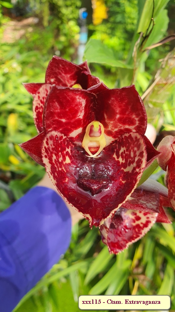 Catasetum Extravaganza