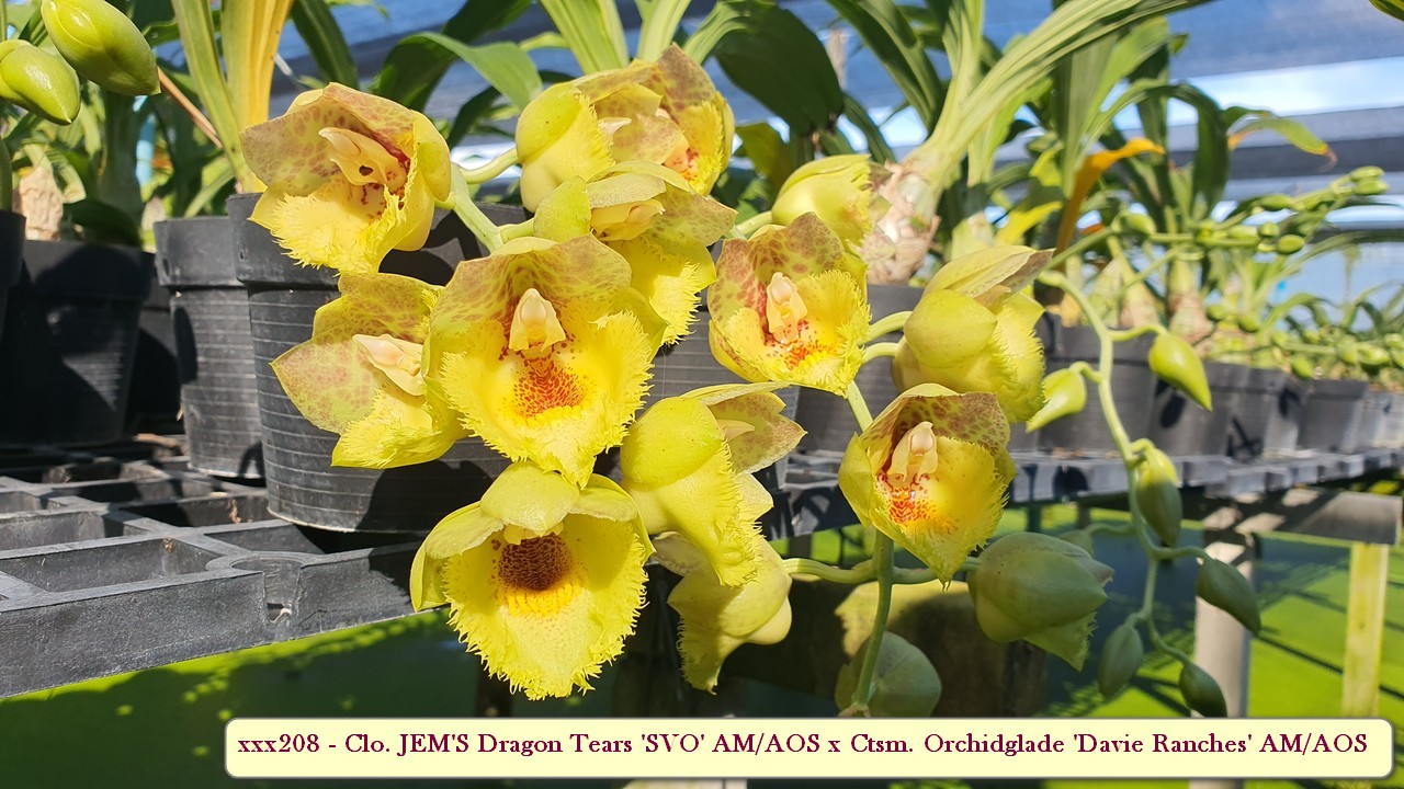 Clowesetum Jem's Dragon Tears 'SVO' AM/AOS x Ctsm. Orchidglade 'Davie Ranches' AM/AOS