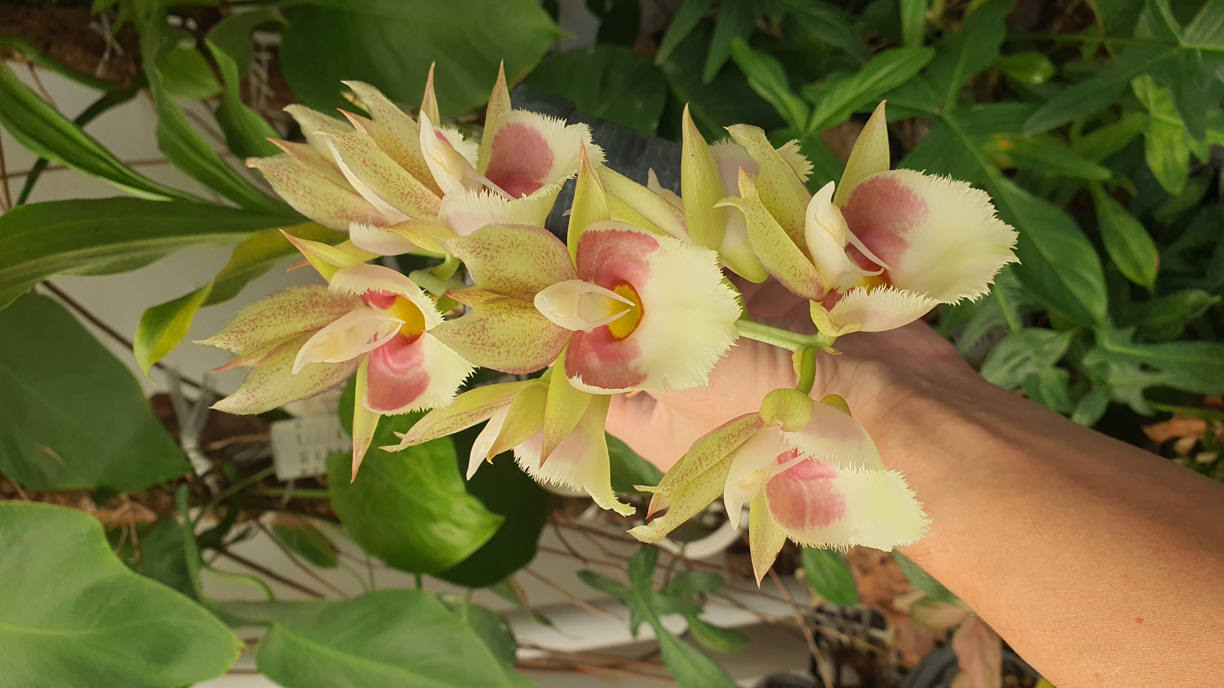 Catasetum x faustii