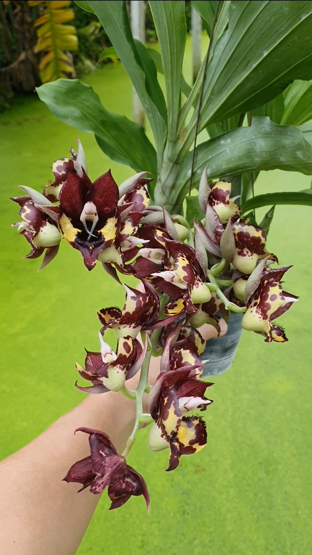 Catasetum Kidney Bean 'Jamie Golden Eye'